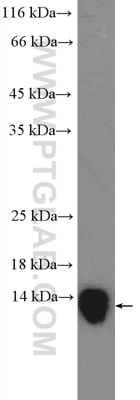 Western Blot (WB) analysis of HL-60 cells using Galectin 10 Polyclonal antibody (25225-1-AP)