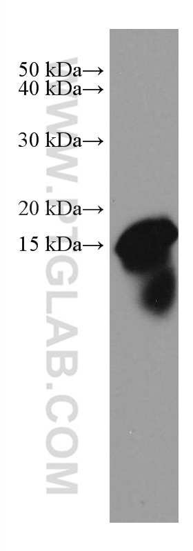 Western Blot (WB) analysis of human peripheral blood leukocyte using Galectin 10 Monoclonal antibody (67581-1-Ig)