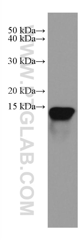 Western Blot (WB) analysis of HL-60 cells using Galectin 10 Monoclonal antibody (67581-1-Ig)