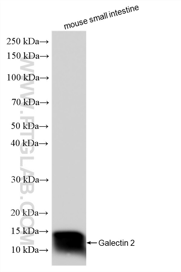 Western Blot (WB) analysis of mouse small intestine tissue using Galectin 2 Recombinant monoclonal antibody (87897-1-RR)