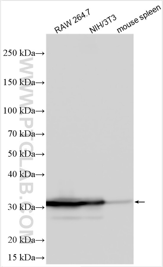 Western Blot (WB) analysis of various lysates using Galectin-3 Polyclonal antibody (32664-1-AP)