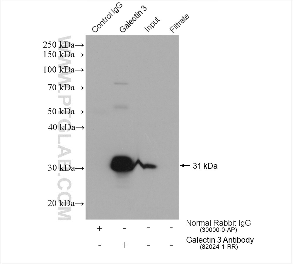 Immunoprecipitation (IP) experiment of MCF-7 cells using Galectin 3 Recombinant antibody (82024-1-RR)