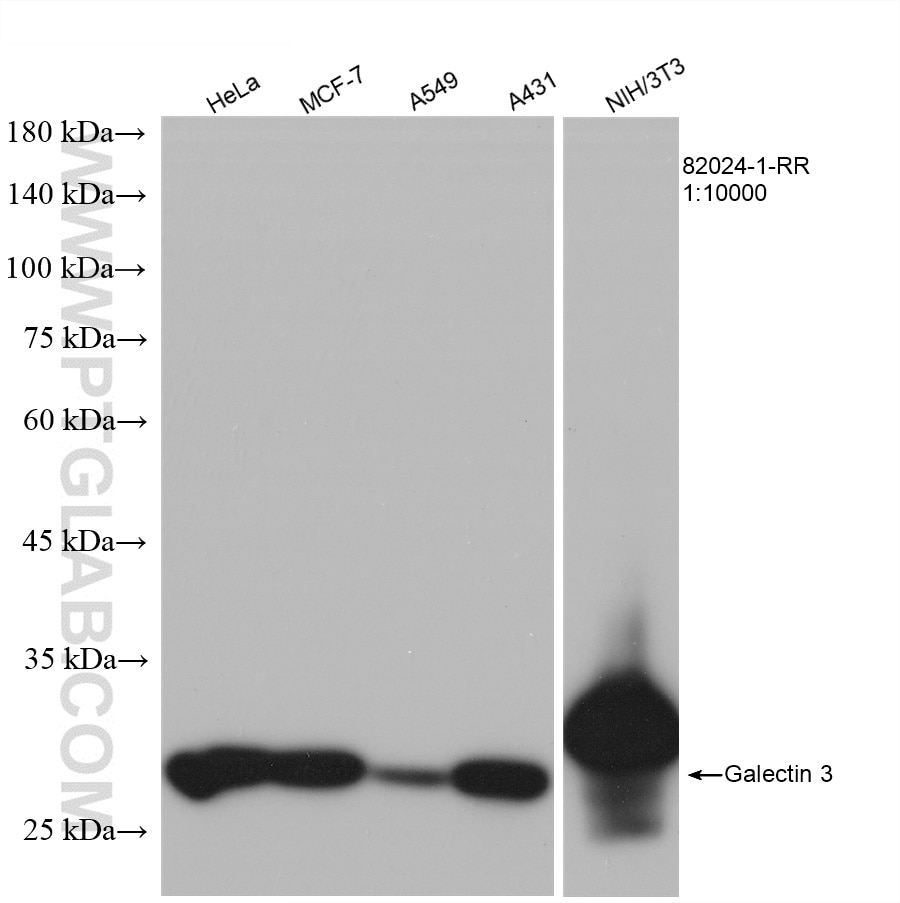 Western Blot (WB) analysis of various lysates using Galectin 3 Recombinant antibody (82024-1-RR)