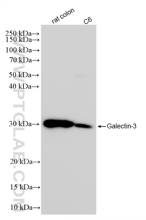 Western Blot (WB) analysis of various lysates using Galectin-3 Recombinant monoclonal antibody (82024-1-RR)