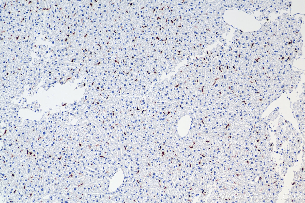 IHC staining of mouse liver using 84889-3-RR Immunohistochemistry (IHC) staining of mouse liver tissue using Galectin-3 Recombinant monoclonal antibody (84889-3-RR)