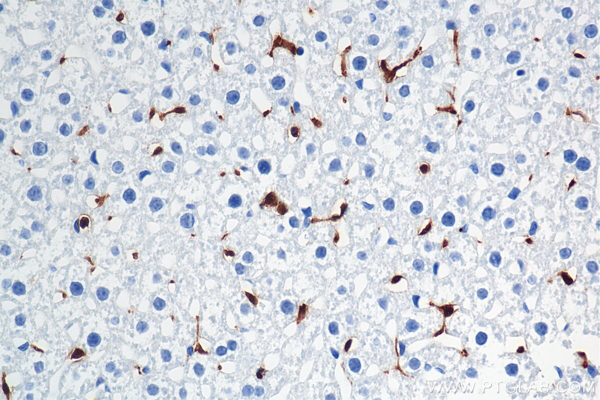 IHC staining of mouse liver using 84889-3-RR Immunohistochemistry (IHC) staining of mouse liver tissue using Galectin-3 Recombinant monoclonal antibody (84889-3-RR)