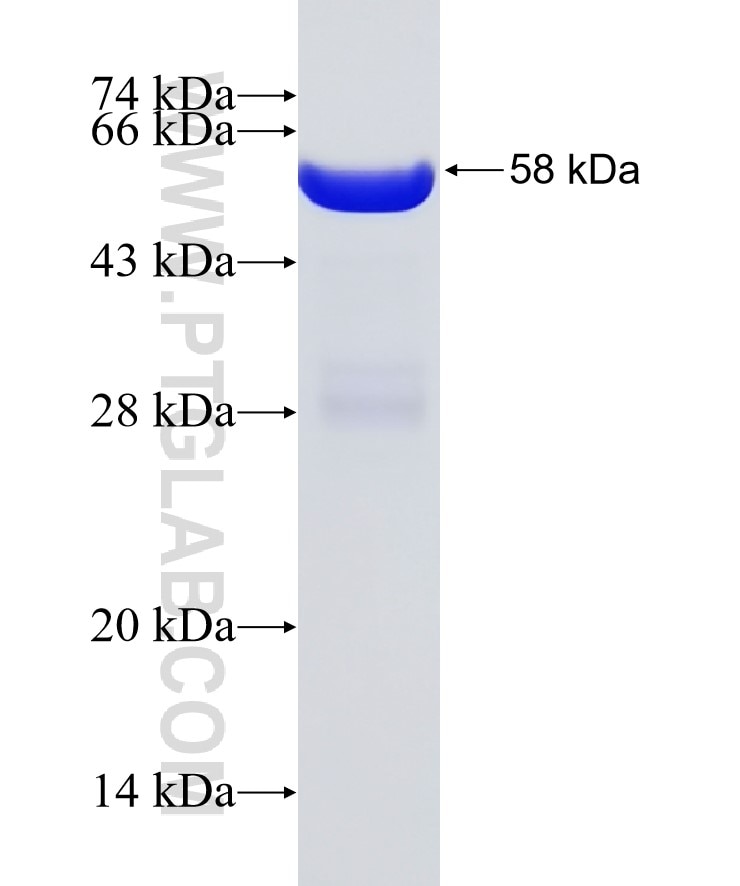 Galectin 3 fusion protein Ag6891 SDS-PAGE