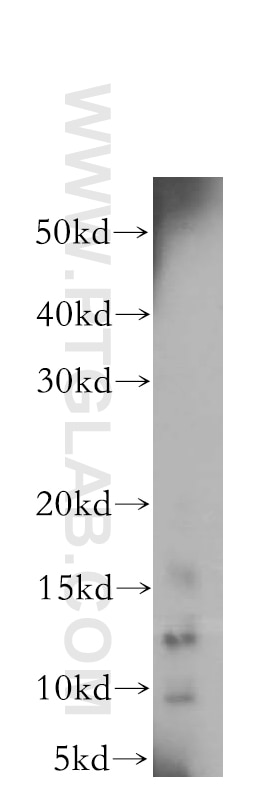 Western Blot (WB) analysis of mouse small intestine tissue using Galectin-7 Polyclonal antibody (16730-1-AP)