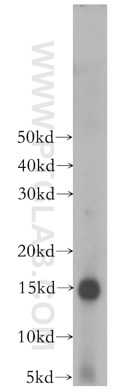 Western Blot (WB) analysis of mouse skin tissue using Galectin-7 Polyclonal antibody (16730-1-AP)