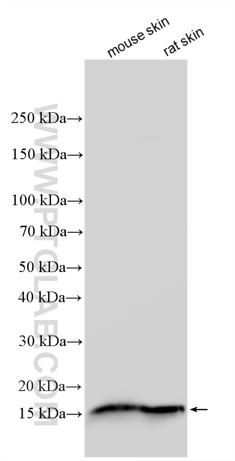 Western Blot (WB) analysis of various lysates using Galectin-7 Polyclonal antibody (34369-1-AP)