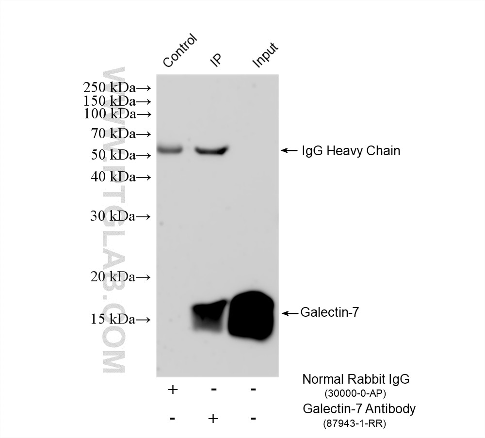 Immunoprecipitation (IP) experiment of rat skin tissue using Galectin-7 Recombinant monoclonal antibody (87943-1-RR)