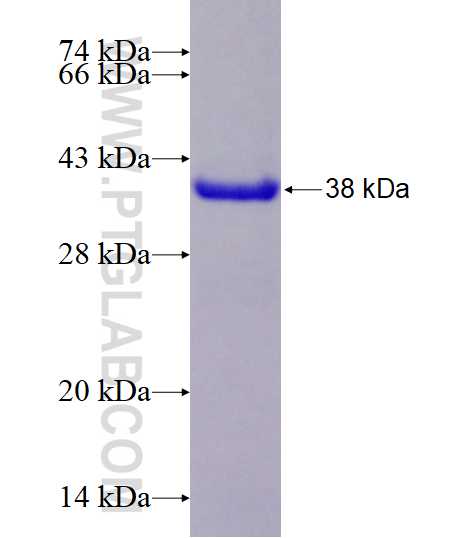 Galectin-7 fusion protein Ag10188 SDS-PAGE