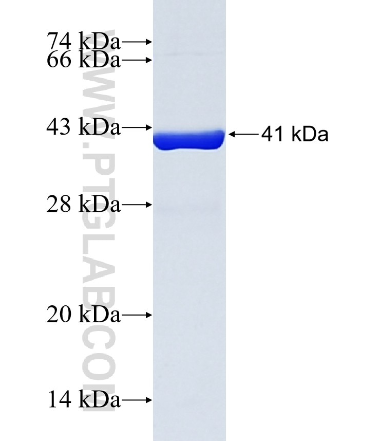 Galectin-7 fusion protein Ag10188 SDS-PAGE