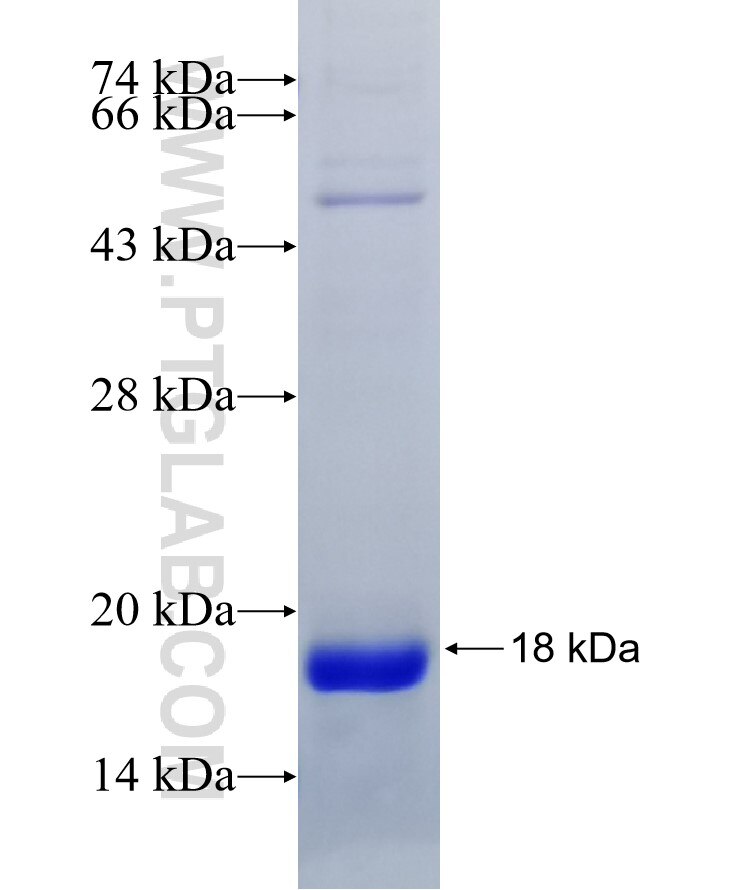 Galectin-7 fusion protein Ag10324 SDS-PAGE