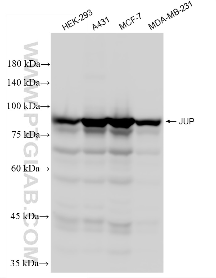 WB analysis using 88895-2-RR (same clone as 88895-2-PBS) Western Blot (WB) analysis of various lysates using Gamma Catenin Recombinant monoclonal antibody (88895-2-RR)