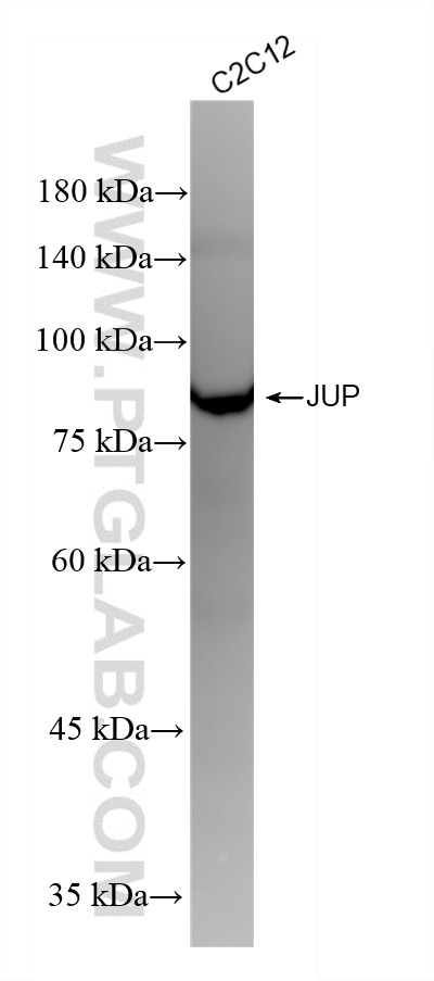 WB analysis using 88895-2-RR (same clone as 88895-2-PBS) Western Blot (WB) analysis of various lysates using Gamma Catenin Recombinant monoclonal antibody (88895-2-RR)