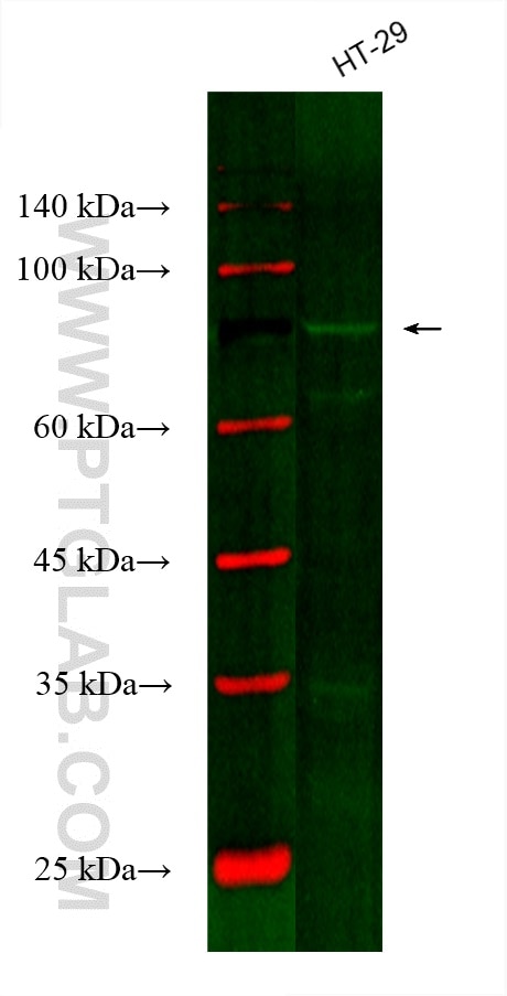 Western Blot (WB) analysis of various lysates using CoraLite® Plus 488-conjugated Gamma Catenin Monocl (CL488-66445)