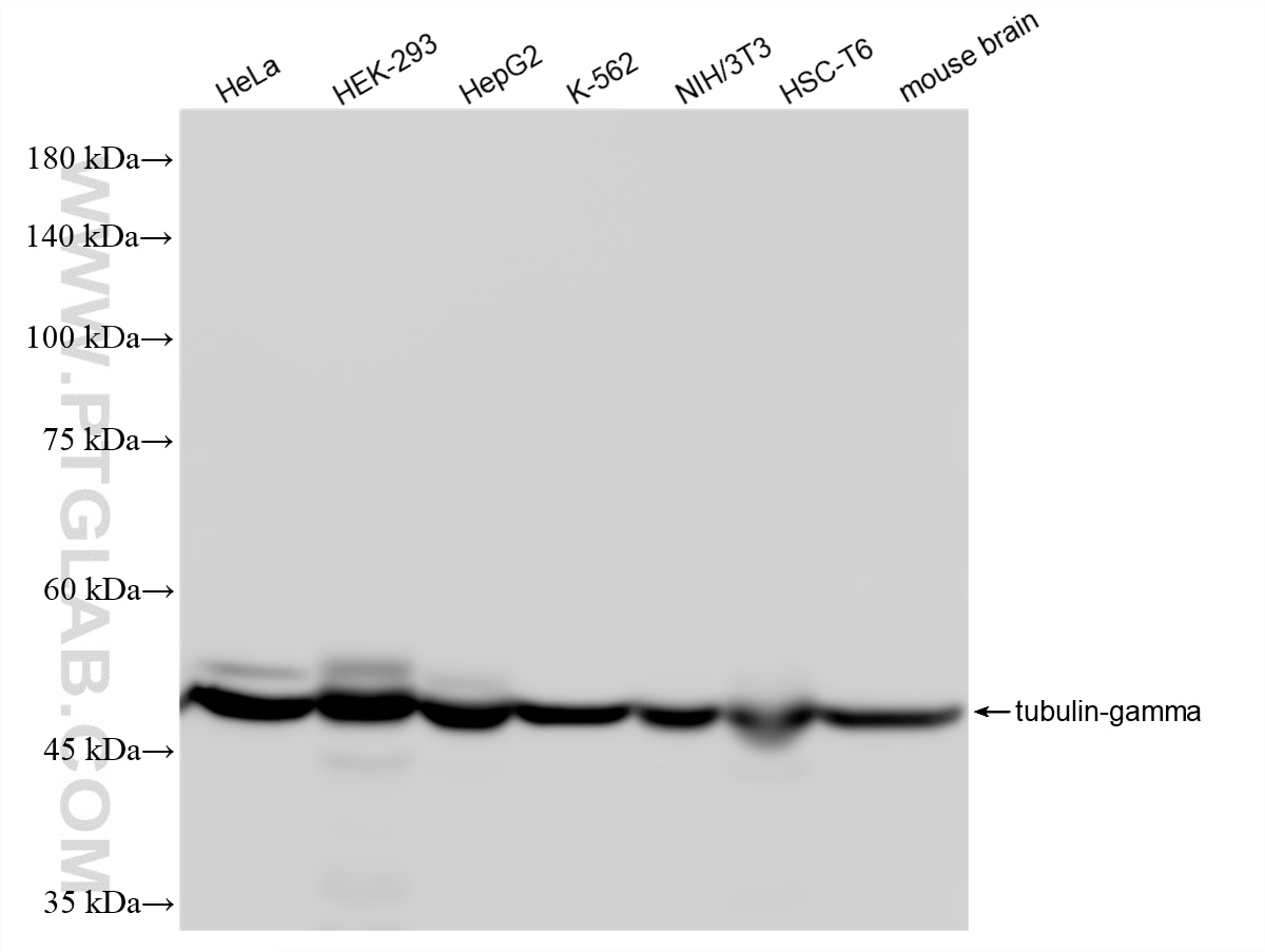 Western Blot (WB) analysis of various lysates using Gamma Tubulin Recombinant monoclonal antibody (87860-2-RR)