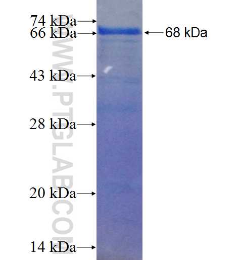 Gamma adaptin fusion protein Ag3696 SDS-PAGE