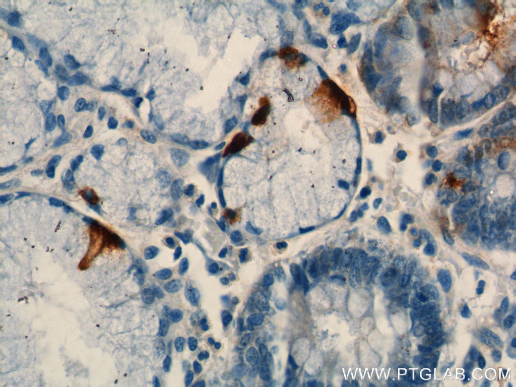 Immunohistochemistry (IHC) staining of human stomach tissue using Gastrin Monoclonal antibody (60346-1-Ig)