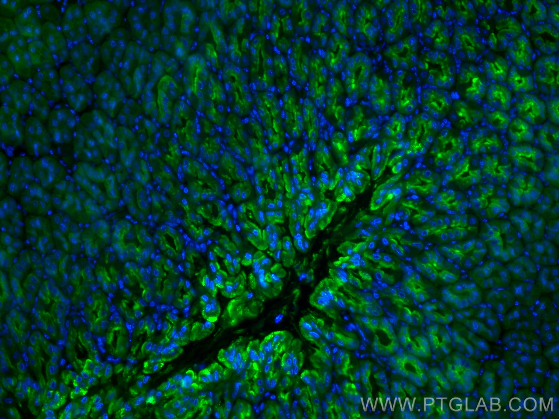 Immunofluorescence (IF) / fluorescent staining of mouse stomach tissue using CoraLite® Plus 488-conjugated Gastrokine 1 Monoclo (CL488-60130)