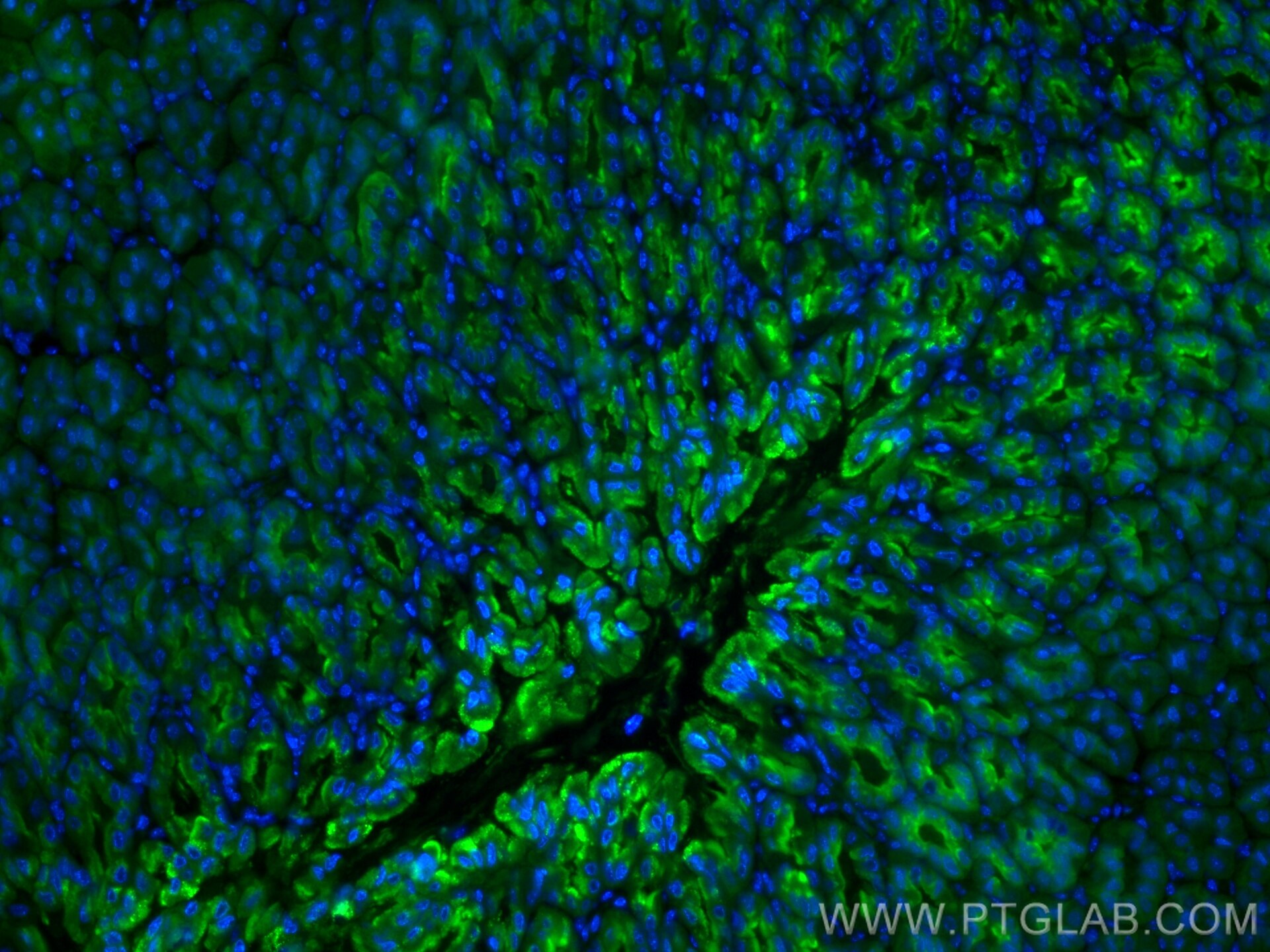 IF Staining of mouse stomach using CL488-60130