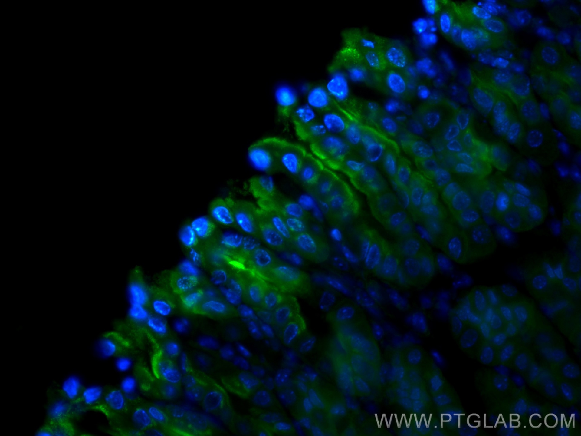 Immunofluorescence (IF) / fluorescent staining of mouse stomach tissue using CoraLite® Plus 488-conjugated Gastrokine 1 Monoclo (CL488-60130)