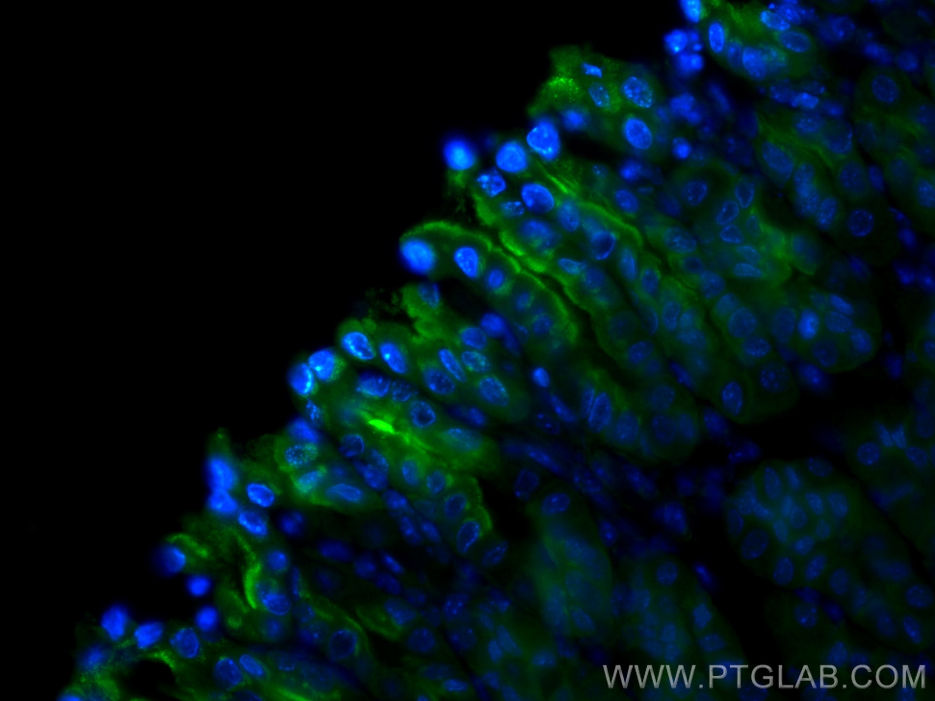 IF Staining of mouse stomach using CL488-60130