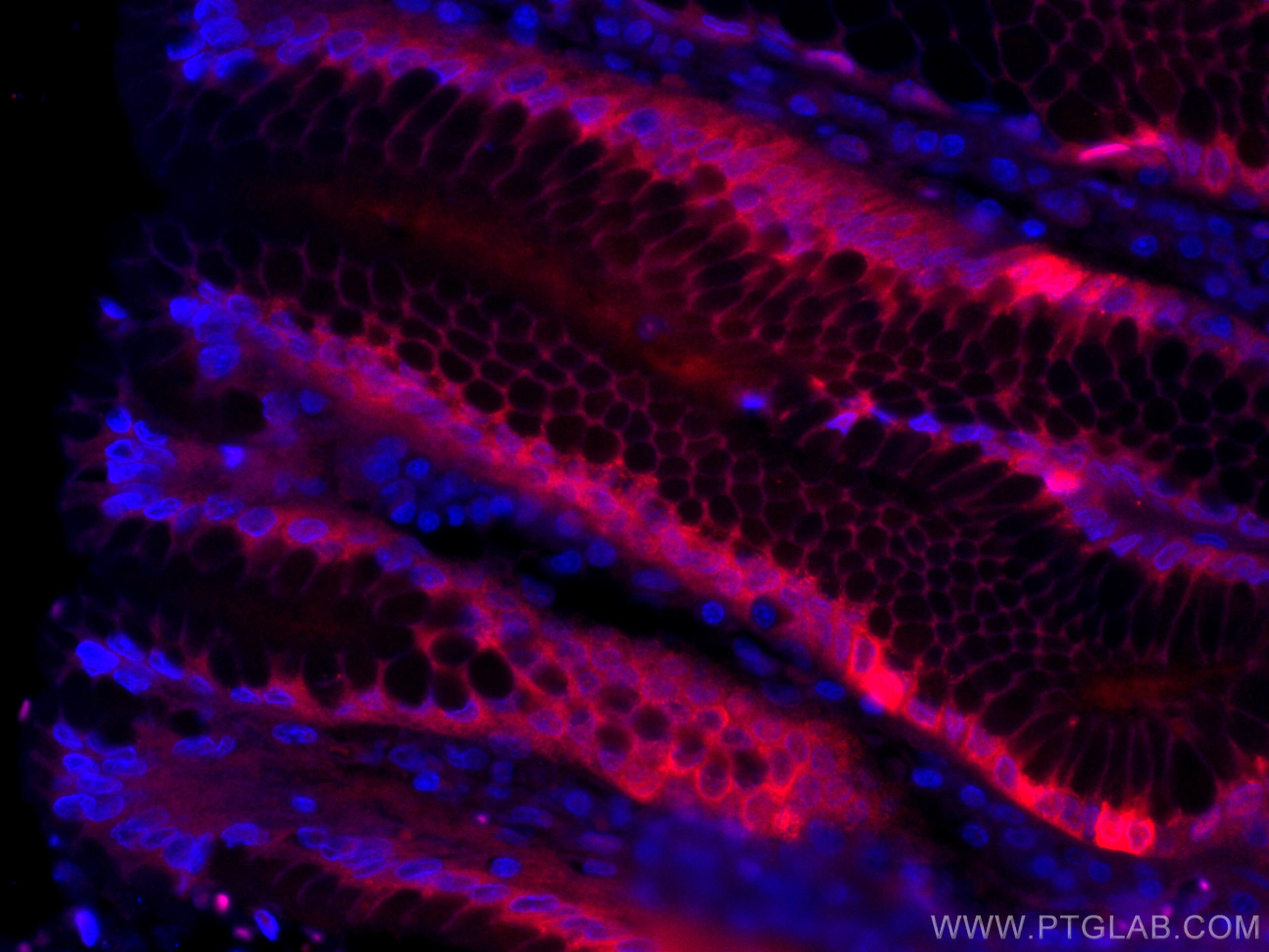 Immunofluorescence (IF) / fluorescent staining of human stomach tissue using CoraLite®594-conjugated Gastrokine 1 Monoclonal an (CL594-60130)