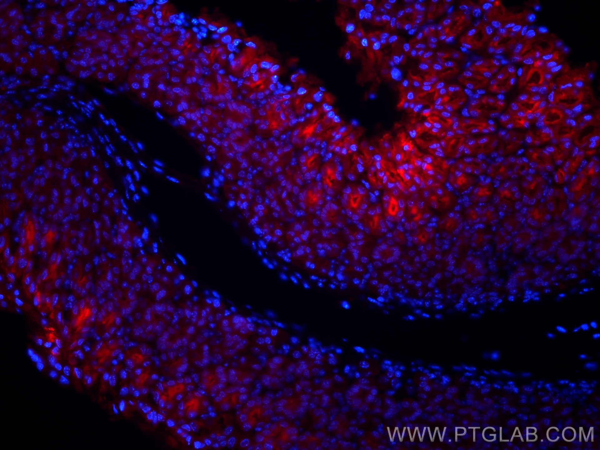 Immunofluorescence (IF) / fluorescent staining of mouse stomach tissue using CoraLite®594-conjugated Gastrokine 1 Monoclonal an (CL594-60130)