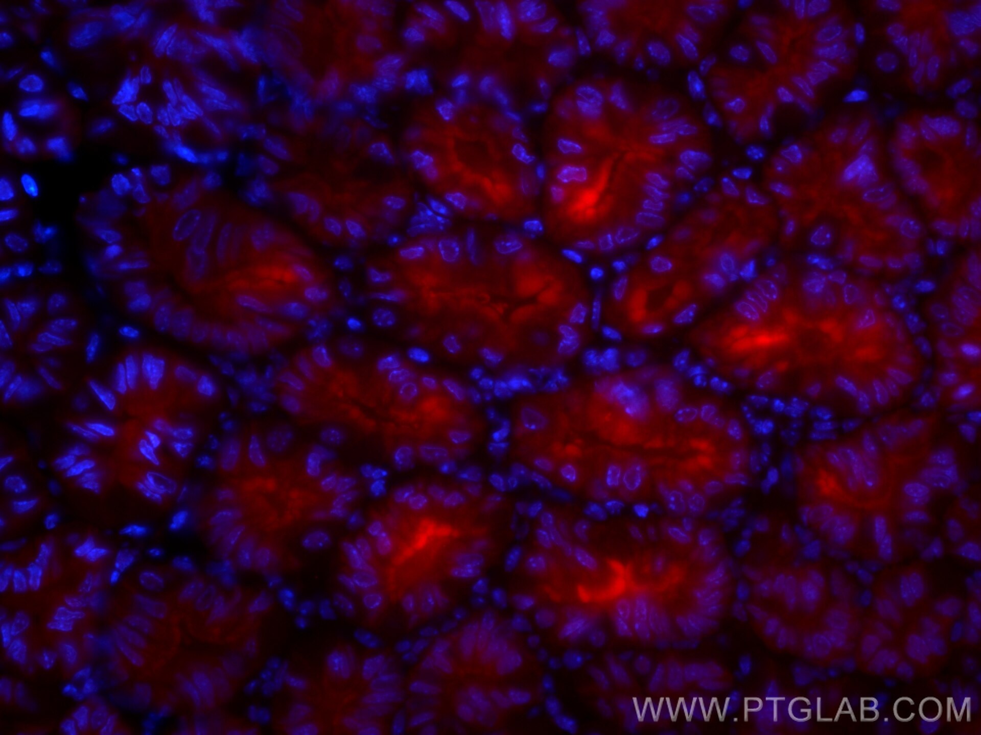 Immunofluorescence (IF) / fluorescent staining of mouse stomach tissue using CoraLite®594-conjugated Gastrokine 1 Monoclonal an (CL594-60130)