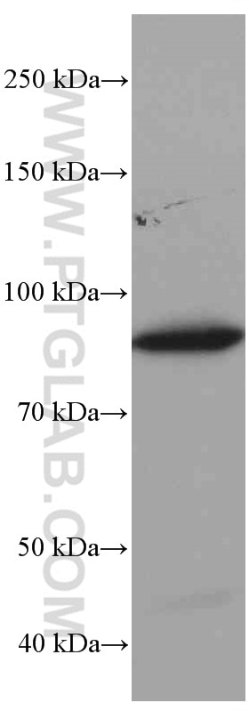 Western Blot (WB) analysis of HT-29 cells using Gelsolin Monoclonal antibody (66280-1-Ig)