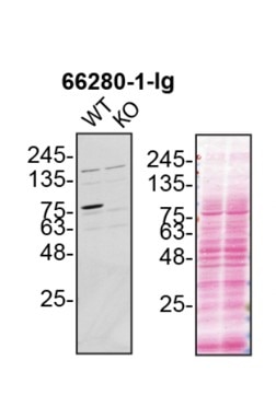 Western Blot (WB) analysis of U2OS cells using Gelsolin Monoclonal antibody (66280-1-Ig)