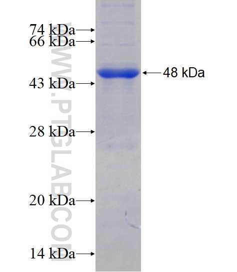 Gelsolin fusion protein Ag17916 SDS-PAGE