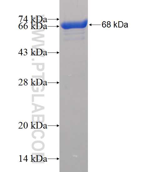 Gelsolin fusion protein Ag2239 SDS-PAGE