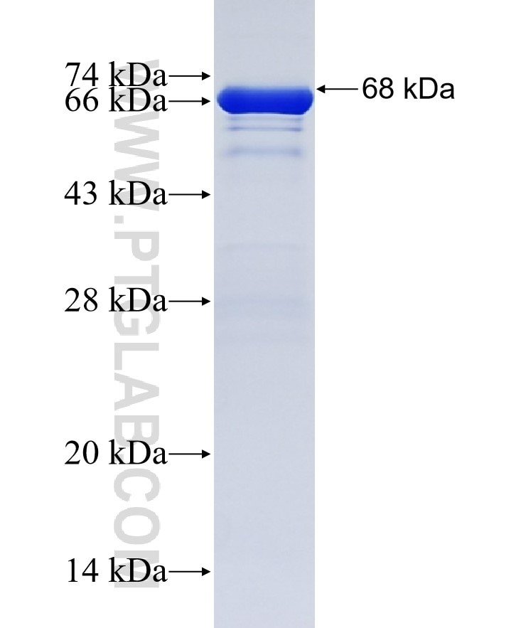 Gelsolin fusion protein Ag2239 SDS-PAGE