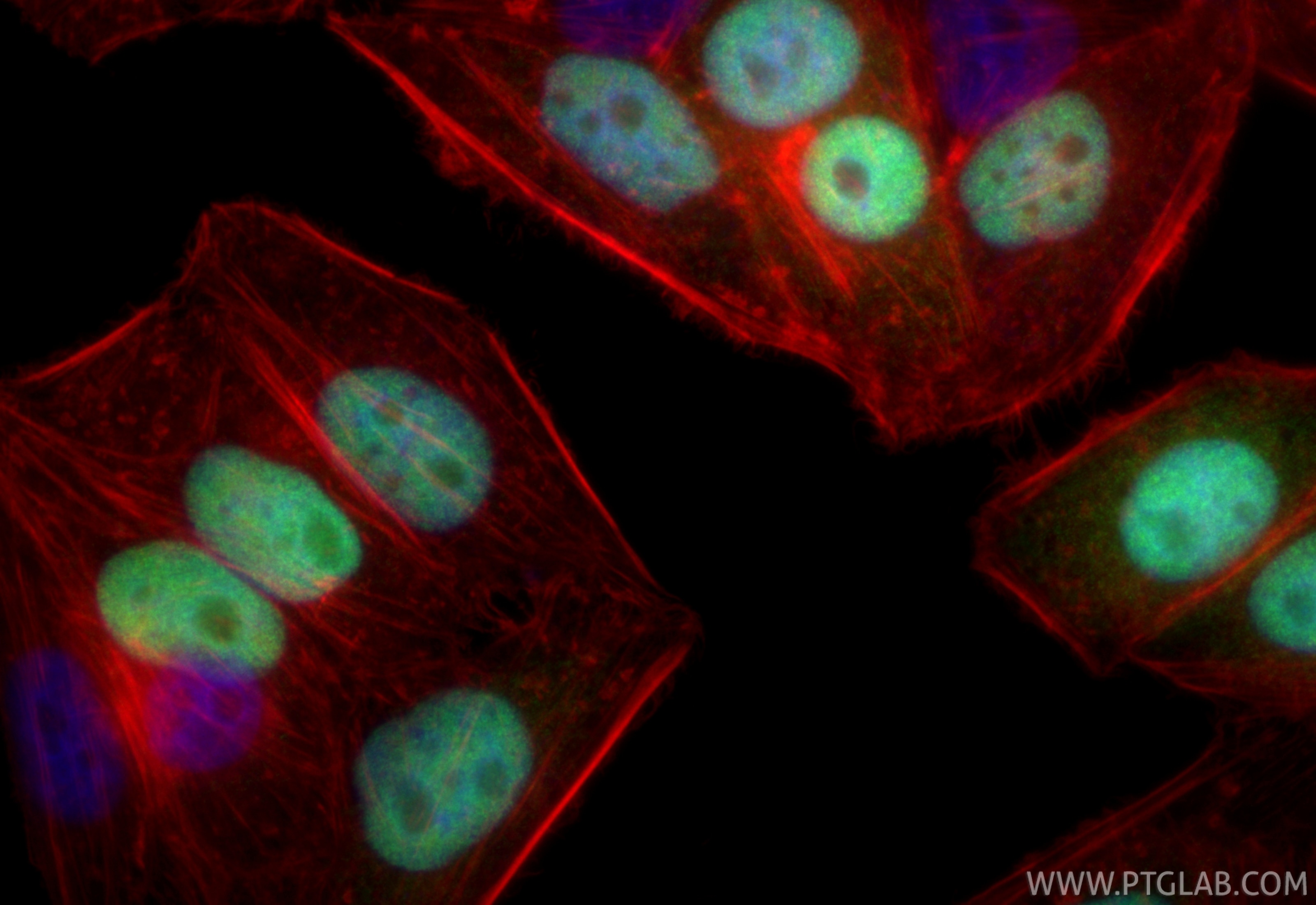 Immunofluorescence (IF) / fluorescent staining of HepG2 cells using Geminin Recombinant antibody (84199-2-RR)
