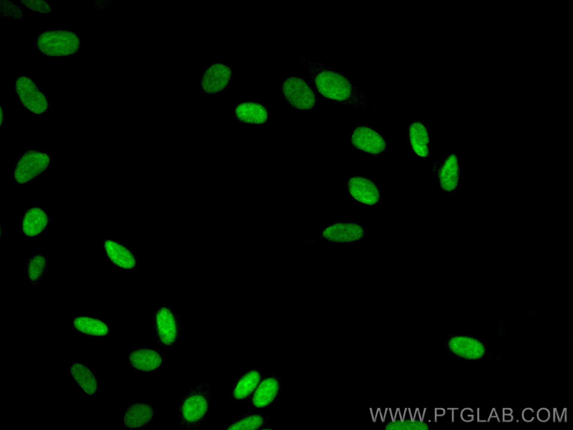 Immunofluorescence (IF) / fluorescent staining of HepG2 cells using CoraLite® Plus 488-conjugated Geminin Polyclonal a (CL488-10802)