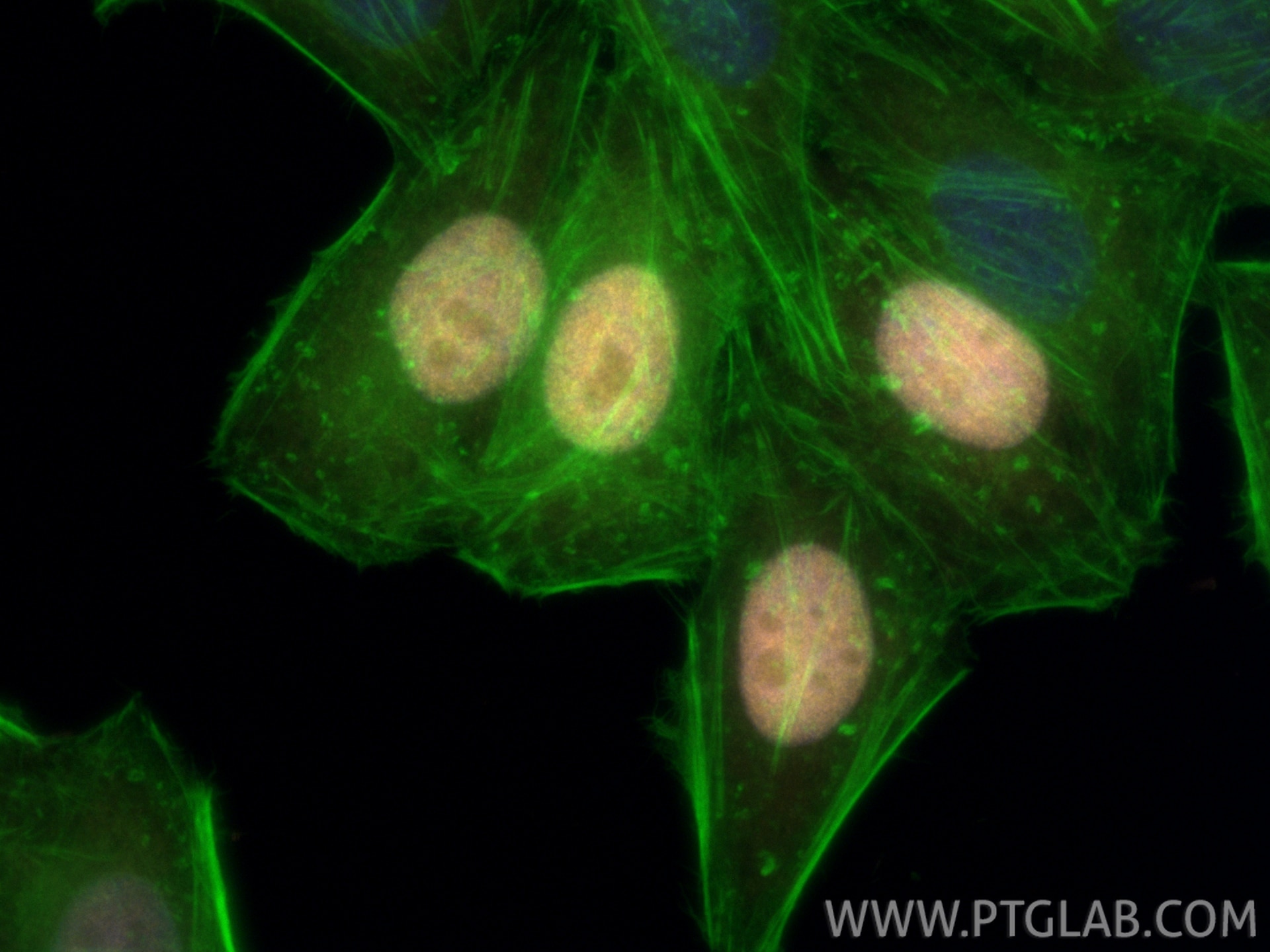 Immunofluorescence (IF) / fluorescent staining of HepG2 cells using CoraLite®555-conjugated Geminin Polyclonal antibod (CL555-10802)