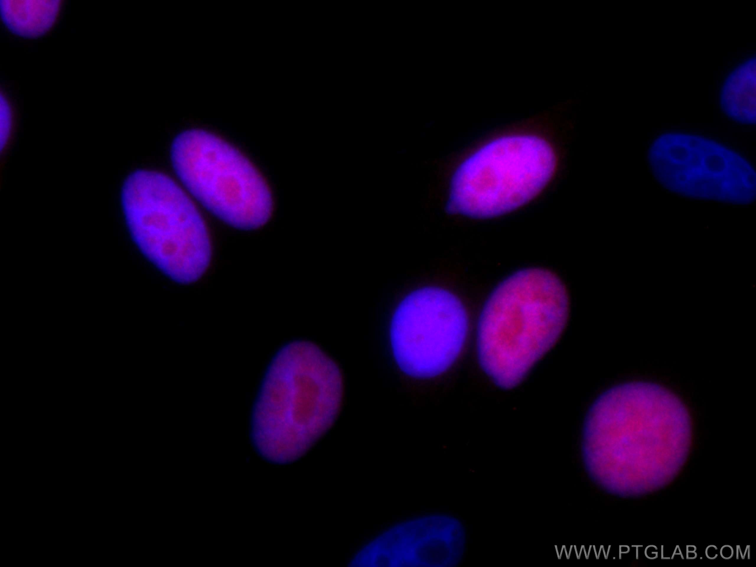 Immunofluorescence (IF) / fluorescent staining of HepG2 cells using CoraLite®594-conjugated Geminin Polyclonal antibod (CL594-10802)