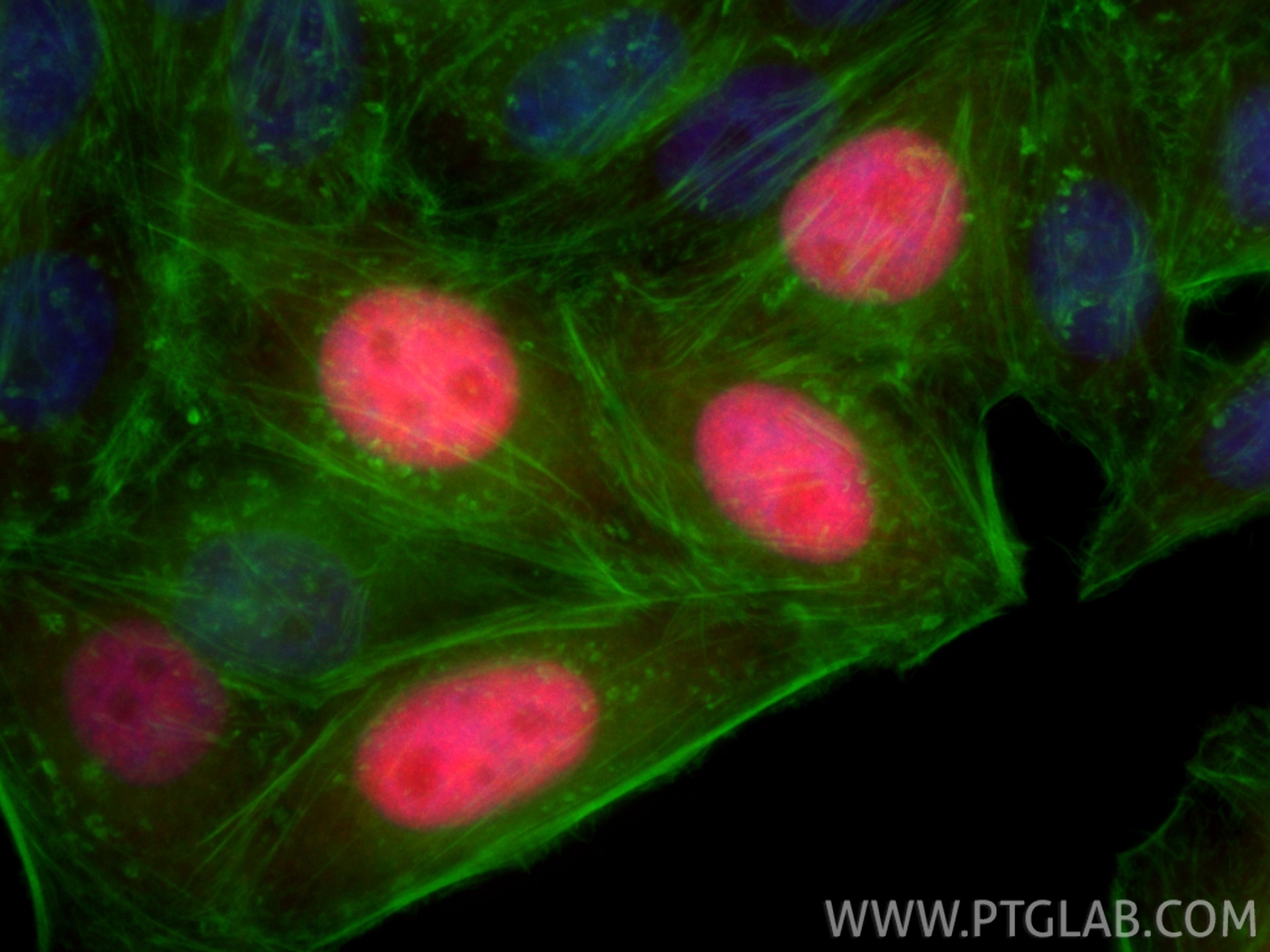 Immunofluorescence (IF) / fluorescent staining of HepG2 cells using CoraLite®594-conjugated Geminin Polyclonal antibod (CL594-10802)