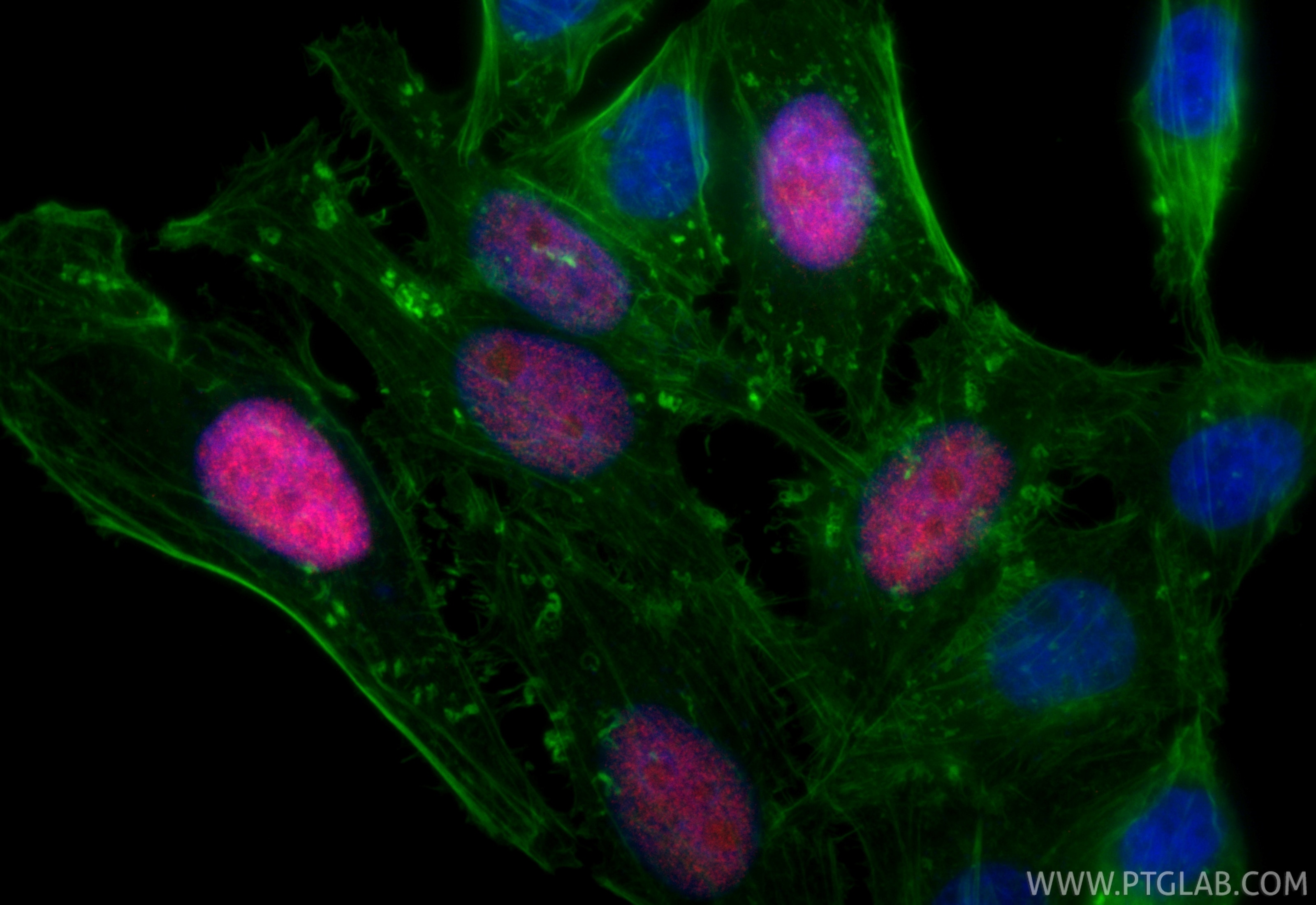 Immunofluorescence (IF) / fluorescent staining of HepG2 cells using CoraLite®594-conjugated Geminin Recombinant antibo (CL594-84199-2)