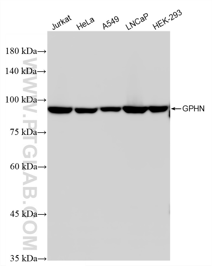 Western Blot (WB) analysis of various lysates using Gephyrin/GPHN Recombinant monoclonal antibody (87903-2-RR)