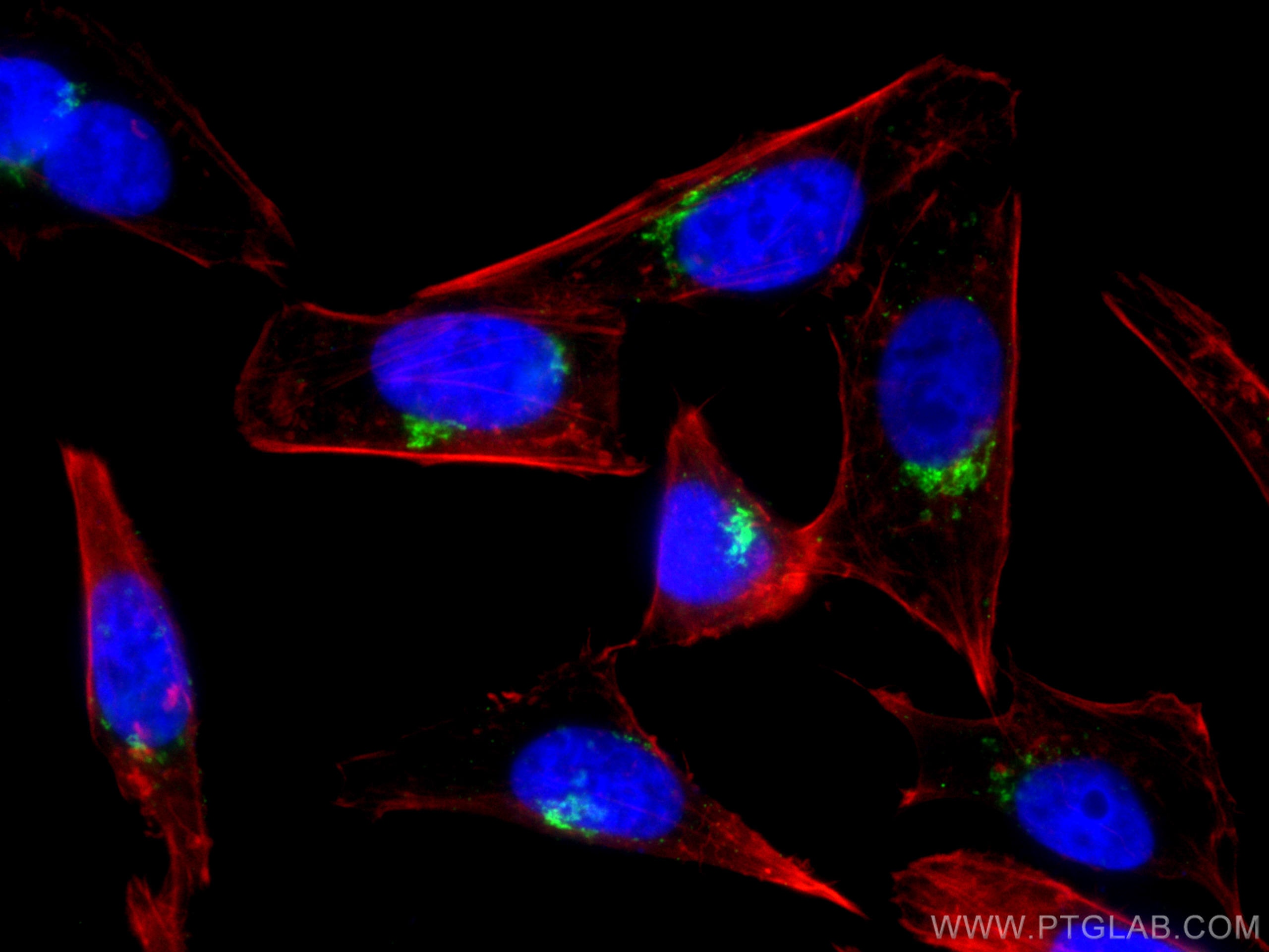 Immunofluorescence (IF) / fluorescent staining of HepG2 cells using Giantin Polyclonal antibody (22270-1-AP)