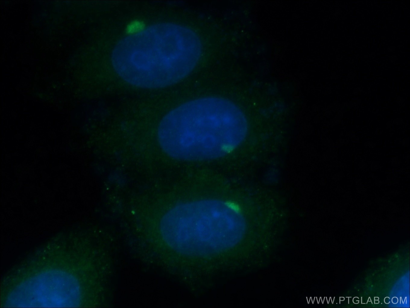 Immunofluorescence (IF) / fluorescent staining of HeLa cells using Giantin Polyclonal antibody (22270-1-AP)