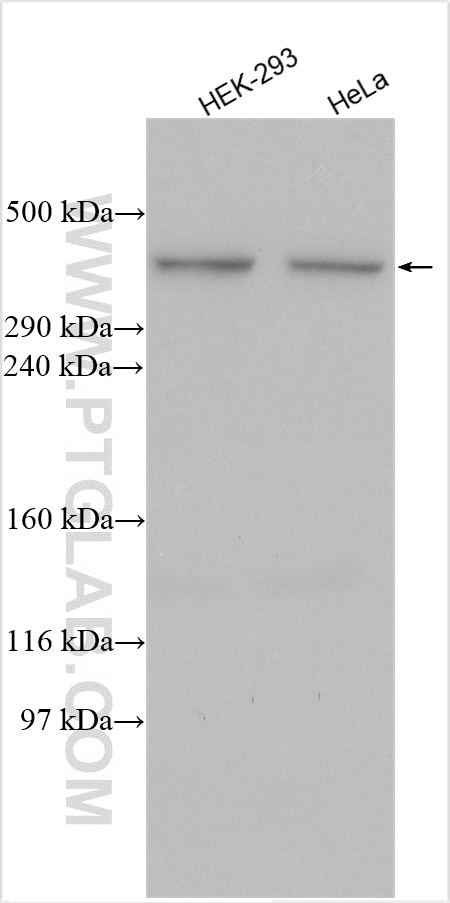 Western Blot (WB) analysis of various lysates using Giantin Polyclonal antibody (22270-1-AP)