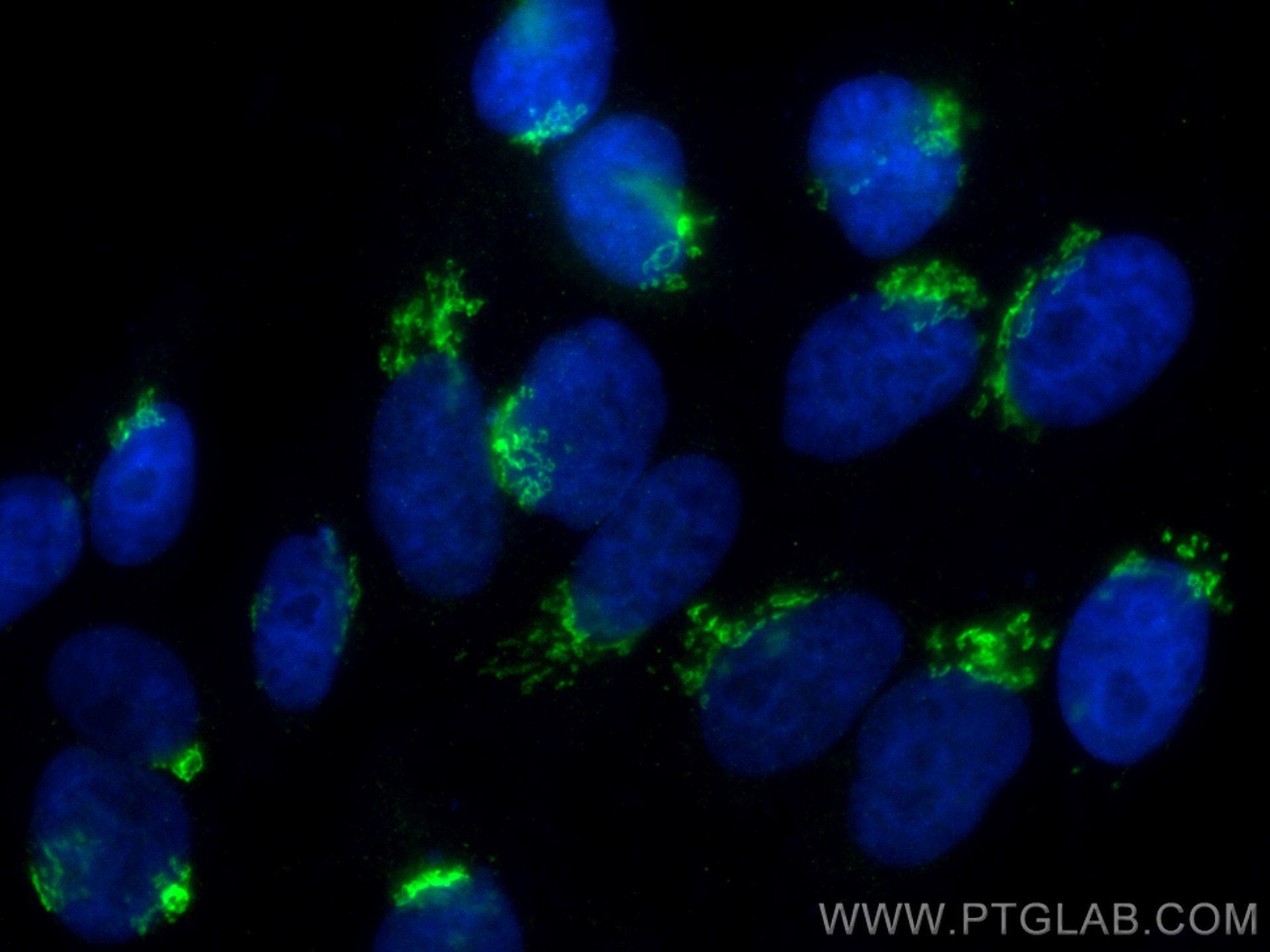 Immunofluorescence (IF) / fluorescent staining of HepG2 cells using CoraLite® Plus 488-conjugated Giantin Polyclonal a (CL488-22270)