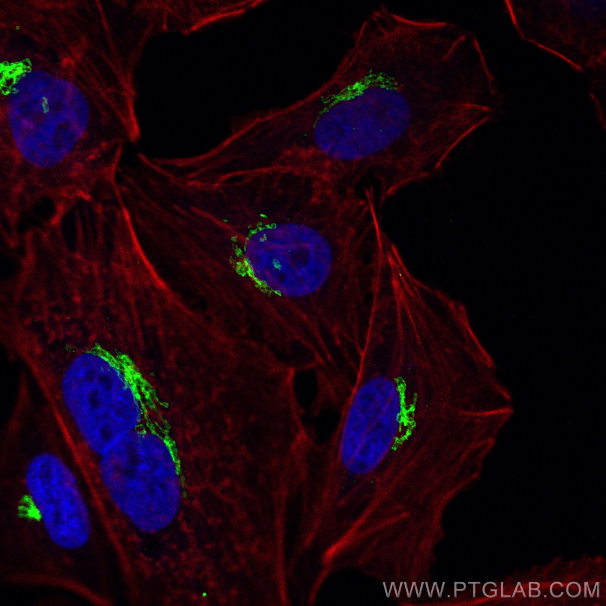 Immunofluorescence (IF) / fluorescent staining of A549 cells using CoraLite® Plus 488-conjugated Giantin Polyclonal a (CL488-22270)