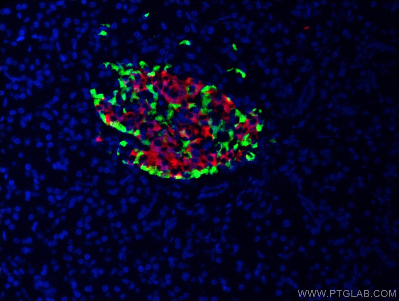 Immunofluorescence (IF) / fluorescent staining of human pancreas tissue using Glucagon Monoclonal antibody (67286-1-Ig)