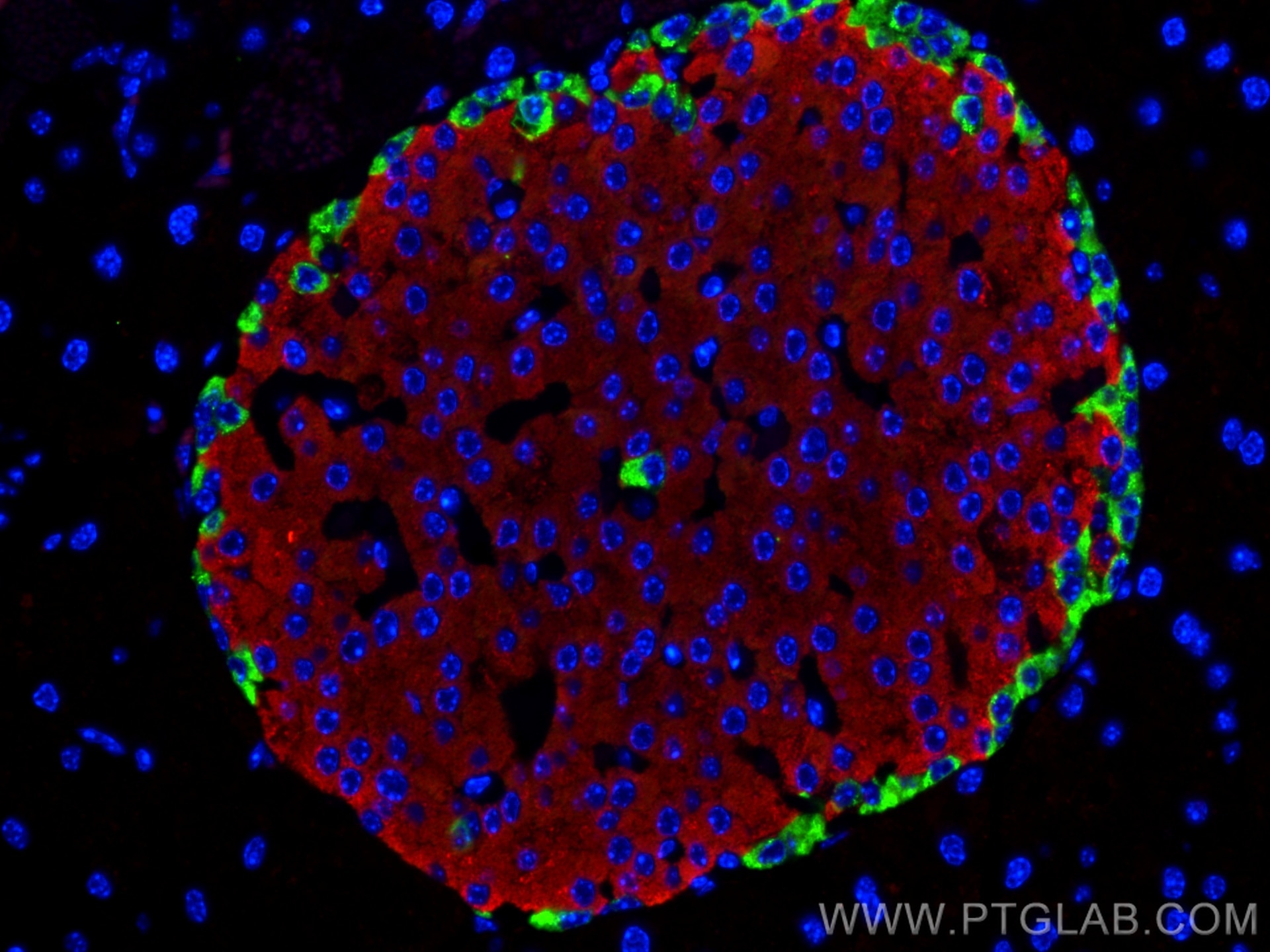 Immunofluorescence (IF) / fluorescent staining of mouse pancreas tissue using Glucagon Monoclonal antibody (67286-1-Ig)
